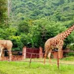 Vizag Zoo will open early on Nagula Chavithi